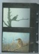 Delcampe - WWF 1990 MIKRONESIEN / MICRONESIA / MICRONESIE - Mi. 174-177**, Ensemble Complet -  Car115 - Collections, Lots & Séries