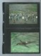 Delcampe - Falkland Islands 1991 King Penguin/Königspinguin WWF, Ensemble Complet -  Car116 - Lots & Serien