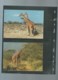 Delcampe - KENYA - 1989 - PROTECTION DE LA NATURE - LA GIRAFE RETICULEE - WWF - N° 474/477, Ensemble Complet -  Car117 - Collections, Lots & Séries
