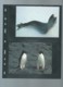 Delcampe - WWF -  British Antartic Territory  1986 ,  Ensemble Complet -  Car119 - Colecciones & Series