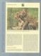 Delcampe - Burundi - 1992 WWF Serval ** Ensemble Complet 10 Scans   -  Car 120 - Lots & Serien