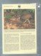 Delcampe - WWF 1992 Niuafoʻou  - Le Megapode De Pritchard  Ensemble Complet 10 Scans   -  Car 123 - Collections, Lots & Séries