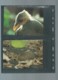 Delcampe - WWF 1992 Niuafoʻou  - Le Megapode De Pritchard  Ensemble Complet 10 Scans   -  Car 123 - Colecciones & Series