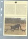 Uganda 1983 WWF - African Elephant Animal Wild Life Fauna Sc 371-774  Ensemble Complet 10 Scans   -  Car 124 - Colecciones & Series