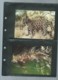 Delcampe - Belize 1983; WWF WildLife Fauna Animals Jaguar,     Ensemble Complet 10 Scans   -  Car 126 - Verzamelingen & Reeksen