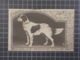 H113) Chien Dog 1902 - Hunde