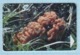 BELARUS / Phonecard / Phone Card / Beltelecom. Flora. Mushroom Stitch Gyromitra 2005 - Belarus