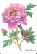 Illustrateur Calvet-Rogniat - Roitelet Triple Bandeau - Pivoine - Animaux