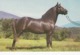 Horses ; Morgan Stallion #10414 "Easter Twilight" , Arlington , Vermont , 50-60s - Pferde