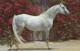 Horses ; Purebred Arabian Stallion , 50-60s - Pferde