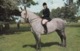 Horses ; Rider & Horse , 50-60s - Horses
