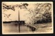 Washington Monuent And Cherry Blossom Washington Dc Real Photo Postcard Ca1930 W5-736 - Washington DC