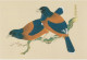AKJP Japan Postcards Showing Paintings - Birds - Crested Ibis - Sparrow - Rufous-bellied Thrush - Verzamelingen & Kavels