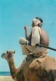 ETHIOPIA - Camel Driver 1967 - Massawa - 13 Months Of Sunshine Edition - Ethiopië