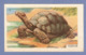 CHROMO ENTREMETS FRANCORUSSE - LA TORTUE ILES GALAPAGOS - N° 119 - Other & Unclassified