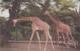 CARTOLINA - POSTCARD - GIAPPONE - TOKYO - GIRAFFD AT UENO ZOO - Tokyo