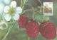 FINLAND 2004 Wild Strawberry: Maximum Card CANCELLED - Maximum Cards & Covers