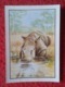 SPAIN ANTIGUO CROMO SMALL OLD COLLECTIBLE CARD RINOCERONTE RHINO RHINOCEROS RHINOS RHINOCEROSES DRINKING WATER.......VER - Otros & Sin Clasificación