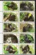 2011 Uganda PAPU Gorillas  Complete Set  Of 20 MNH - Uganda (1962-...)