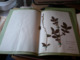 Old Herbarium Hyperiaceae 1927 - Other & Unclassified