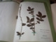 Old Herbarium Hyperiaceae 1927 - Otros & Sin Clasificación