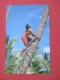 Palm Tree Climber  - Hawaii > Oahu    Ref 3674 - Oahu