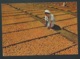 Cpa "Bechuanaland - Drying Apricots Affranchie En Janvier 1957 - Raa 3615 - 1885-1964 Bechuanaland Protettorato