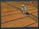 Cpa "Bechuanaland - Drying Apricots Affranchie En Janvier 1957 - Raa 3615 - 1885-1964 Protectorado De Bechuanaland