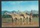 Cpm "Basutoland Giraffe " Affranchie En 1956 - Raa 3616 - 1933-1964 Crown Colony