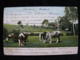 Village 1909 Pâturage Cows Post Office Samara Petersburg Vasilyevsky - Mucche