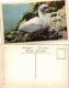 Un Nid De " Fous De Bazan" Sur L'Ile Bonaventure - A Gannet Nesting On Bonaventure Island (oiseau, Faune) Edit. H. V. He - Percé