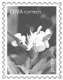 CUBA - (PAP) Entier Postaux - Mother'a Day - Cuba - Mother's Day