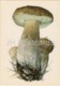 Boletus - Leccinum - Illustration By A. Shipilenko - Mushrooms - 1976 - Russia USSR - Unused - Pilze