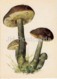 Birch Bolete - Leccinum Scabrum - Illustration By A. Shipilenko - Mushrooms - 1976 - Russia USSR - Unused - Mushrooms