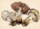 Field Mushroom - Agaricus Campestris - Illustration By A. Shipilenko - Mushrooms - 1976 - Russia USSR - Unused - Funghi