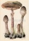 Parasol Mushroom - Macrolepiota Procera - Illustration By A. Shipilenko - Mushrooms - 1976 - Russia USSR - Unused - Funghi