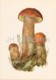 Red-capped Scaber Stalk - Leccinum Aurantiacum - Illustration By A. Shipilenko - Mushrooms - 1976 - Russia USSR - Unused - Champignons