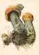 Orange Birch Bolete - Leccinum Versipelle - Illustration By A. Shipilenko - Mushrooms - 1976 - Russia USSR - Unused - Pilze