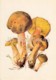 Suede Bolete - Xerocomus Subtomentosus - Illustration By A. Shipilenko - Mushrooms - 1976 - Russia USSR - Unused - Champignons