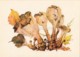 Common Funnel Mushroom - Clitocybe - Illustration By A. Shipilenko - Mushrooms - 1976 - Russia USSR - Unused - Funghi