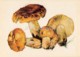 Stinking Russula - Russula Foetens - Illustration By A. Shipilenko - Mushrooms - 1976 - Russia USSR - Unused - Paddestoelen