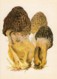 Yellow Morel Mushroom - Morchella Esculenta - Illustration By A. Shipilenko - Mushrooms - 1976 - Russia USSR - Unused - Mushrooms