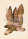 Black Morel Mushroom - Morchella Conica - Illustration By A. Shipilenko - Mushrooms - 1976 - Russia USSR - Unused - Funghi