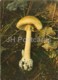 Death Cap Mushroom - Amanita Phalloides - Mushrooms - 1980 - Russia USSR - Unused - Pilze