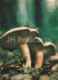 Blushing Milkcap Mushroom - Lactarius Controversus - Mushrooms - 1980 - Russia USSR - Unused - Pilze