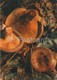 The Brown Roll-rim Mushroom - Paxillus Involutus - Mushrooms - 1980 - Russia USSR - Unused - Champignons