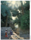 (ED 36) Postcard - Oman Sultanate - Nakhi - Oman