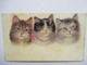 TROIS  CHATS       PUB  CHICOREE  CASIEZ           ROUSSEURS - Gatos