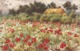 "S. Shelton. Fragrant Meadows" Lot Of Fiive (5) L Lovely Tuck Oilette Postcards # 9615 - Tuck, Raphael