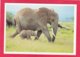 Modern Post Card Of Elephants,X25. - Elephants